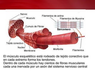 El músculo esquelético está rodeado de tejido conectivo que
en cada extremo forma los tendones.
Dentro de cada músculo hay cientos de fibras musculares
cada una inervada por un axón del sistema nervioso central
 