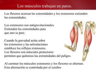 Los músculos trabajan en pares.
Los flexores acercan las extremidades y los extensores extienden
las extremidades.

Los extensores son antigravitacionales.
Extienden las extremidades para
que uno se pare.

Cuando la gravedad actúa sobre
los extensores y las articulaciones
establece los reflejos extensores.
Los flexores son músculos protectores
permiten que quitemos las extremidades del peligro.

Al caminar los músculos extensores y los flexores se alternan.
Esta alternación es controlada por el cerebro
 