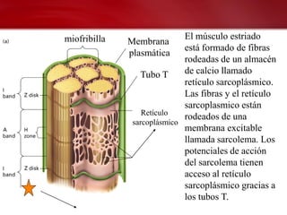 miofribilla                  El músculo estriado
              Membrana
                             está formado de fibras
              plasmática
                             rodeadas de un almacén
                 Tubo T      de calcio llamado
                             retículo sarcoplásmico.
                             Las fibras y el retículo
                             sarcoplasmico están
                  Retículo
                             rodeados de una
               sarcoplásmico
                             membrana excitable
                             llamada sarcolema. Los
                             potenciales de acción
                             del sarcolema tienen
                             acceso al retículo
                             sarcoplásmico gracias a
                             los tubos T.
 