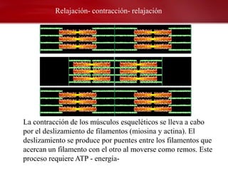 Relajación- contracción- relajación




La contracción de los músculos esqueléticos se lleva a cabo
por el deslizamiento de filamentos (miosina y actina). El
deslizamiento se produce por puentes entre los filamentos que
acercan un filamento con el otro al moverse como remos. Este
proceso requiere ATP - energía-
 