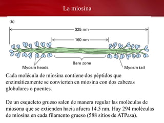 La miosina




Cada molécula de miosina contiene dos péptidos que
enzimáticamente se convierten en miosina con dos cabezas
globulares o puentes.

De un esqueleto grueso salen de manera regular las moléculas de
miosona que se extienden hacia afuera 14.5 nm. Hay 294 moléculas
de miosina en cada filamento grueso (588 sitios de ATPasa).
 