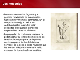 Los musculos


 Los músculos son los órganos que
  generan movimiento en los animales.
  Generan movimiento al contraerse. En el
  cuerpo humano (y en todos los
  vertebrados) los músculos están
  asociados al esqueleto, siendo los
  responsables de su movimiento.
 La propiedad de contraerse, esto es, de
  poder acortar su longitud como efecto de
  la estimulación por parte de impulsos
  nerviosos provenientes del sistema
  nervioso, se la debe al tejido muscular que
  los forman, más precisamente al tejido
  muscular de tipo estriado esquelético.
 