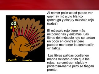 Al comer pollo usted puede ver
que hay músculo blanco
(pechuga y alas) y músculo rojo
(patas).

El músculo rojo tiene más
mitocondrias y enzimas. Las
fibras del músculo rojo se tardan
un poco en contraer pero
pueden mantener la contracción
sin fatiga.

 Las fibras pálidas contienen
menos mitocon-drias que las
rojas, se contraen rápida y
poderosa-mente pero se fatigan
pronto.
 