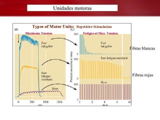 Unidades motoras




                   Fibras blancas




                    Fibras rojas
 