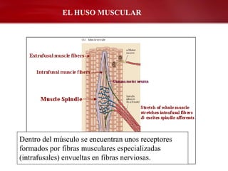 EL HUSO MUSCULAR




Dentro del músculo se encuentran unos receptores
formados por fibras musculares especializadas
(intrafusales) envueltas en fibras nerviosas.
 