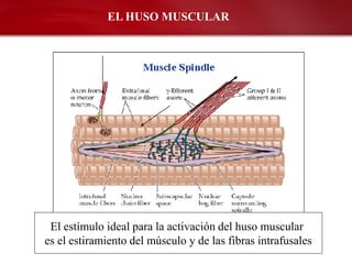 EL HUSO MUSCULAR




 El estímulo ideal para la activación del huso muscular
es el estiramiento del músculo y de las fibras intrafusales
 