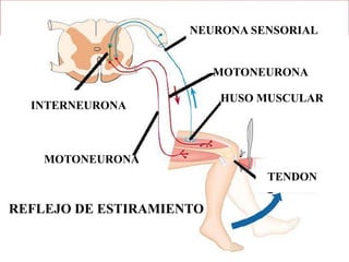 NEURONA SENSORIAL


                          MOTONEURONA

                          HUSO MUSCULAR
  INTERNEURONA



    MOTONEURONA
                                TENDON

REFLEJO DE ESTIRAMIENTO
 