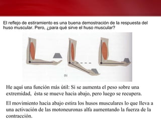 El reflejo de estiramiento es una buena demostración de la respuesta del
huso muscular. Pero, ¿para qué sirve el huso muscular?




 He aquí una función más útil: Si se aumenta el peso sobre una
 extremidad, ésta se mueve hacia abajo, pero luego se recupera.
 El movimiento hacia abajo estira los husos musculares lo que lleva a
 una activación de las motoneuronas alfa aumentando la fuerza de la
 contracción.
 