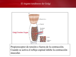 El órgano tendinoso de Golgi




Propioreceptor de tensión o fuerza de la contracción.
Cuando se activa el reflejo espinal inhibe la contracción
muscular.
 