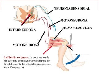 NEURONA SENSORIAL


                                                MOTONEURONA

                                                 HUSO MUSCULAR
    INTERNEURONA



       MOTONEURONA


Inhibición recíproca: La contracción de
un conjunto de músculos se acompaña de
la inhibición de los músculos antagonistas
(función opuesta)
 