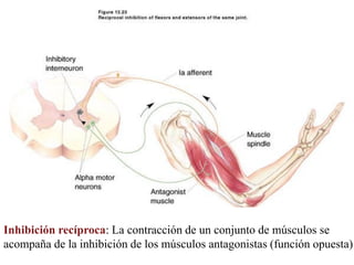Inhibición recíproca: La contracción de un conjunto de músculos se
acompaña de la inhibición de los músculos antagonistas (función opuesta)
 