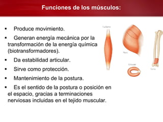 Funciones de los músculos:


     Produce movimiento.
      Generan energía mecánica por la
    transformación de la energía química
    (biotransformadores).
     Da estabilidad articular.
     Sirve como protección.
     Mantenimiento de la postura.
      Es el sentido de la postura o posición en
    el espacio, gracias a terminaciones
    nerviosas incluidas en el tejido muscular.
 