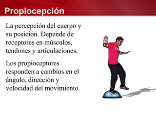 Propiocepción
La percepción del cuerpo y
su posición. Depende de
receptores en músculos,
tendones y articulaciones.
Los propioceptores
responden a cambios en el
ángulo, dirección y
velocidad del movimiento.
 