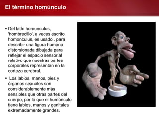 El término homúnculo


 Del latín homunculus,
  'hombrecillo', a veces escrito
  homonculus, es usado . para
  describir una figura humana
  distorsionada dibujada para
  reflejar el espacio sensorial
  relativo que nuestras partes
  corporales representan en la
  corteza cerebral.
 Los labios, manos, pies y
 órganos sexuales son
 considerablemente más
 sensibles que otras partes del
 cuerpo, por lo que el homúnculo
 tiene labios, manos y genitales
 extremadamente grandes.
 