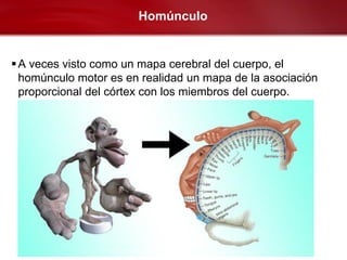 Homúnculo


 A veces visto como un mapa cerebral del cuerpo, el
  homúnculo motor es en realidad un mapa de la asociación
  proporcional del córtex con los miembros del cuerpo.
 