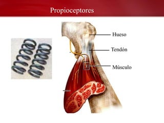 Propioceptores


                 Hueso

                 Tendón


                 Músculo
 