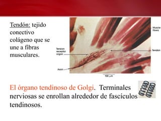Tendón: tejido
conectivo
colágeno que se
une a fibras
musculares.




El órgano tendinoso de Golgi. Terminales
nerviosas se enrollan alrededor de fascículos
tendinosos.
 