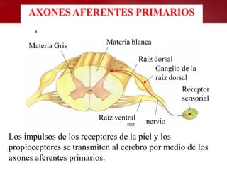 AXONES AFERENTES PRIMARIOS

                           Materia blanca
     Materia Gris
                                        Raíz dorsal
                                             Ganglio de la
                                             raíz dorsal
                                                     Receptor
                                                     sensorial

                         Raíz ventral     nervio

Los impulsos de los receptores de la piel y los
propioceptores se transmiten al cerebro por medio de los
axones aferentes primarios.
 