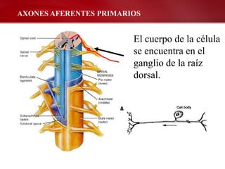 AXONES AFERENTES PRIMARIOS


                        El cuerpo de la célula
                        se encuentra en el
                        ganglio de la raíz
                        dorsal.
 