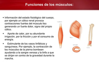 Funciones de los músculos:


 Información del estado fisiológico del cuerpo,
  por ejemplo un cólico renal provoca
  contracciones fuertes del músculo liso
  generando un fuerte dolor, signo del propio
  cólico.
       Aporte de calor, por su abundante
    irrigación, por la fricción y por el consumo de
    energía.
      Estimulante de los vasos linfáticos y
    sanguíneos. Por ejemplo, la contracción de
    los músculos de la pierna bombean
    ayudando a la sangre venosa y la linfa a que
    se dirijan en contra de la gravedad durante la
    marcha.
 