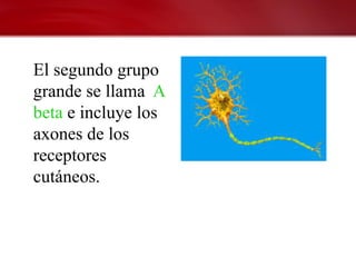 El segundo grupo
grande se llama A
beta e incluye los
axones de los
receptores
cutáneos.
 