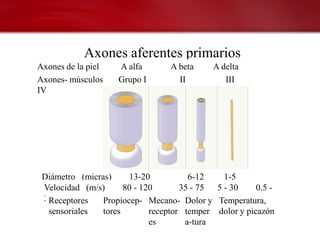 Axones aferentes primarios
Axones de la piel   A alfa        A beta     A delta
C
Axones- músculos    Grupo I         II          III
IV




 Diámetro (micras)     13-20           6-12    1-5
 0.2-1.5
  Velocidad (m/s)     80 - 120       35 - 75 5 - 30     0.5 -
  2Receptores   Propiocep- Mecano- Dolor y Temperatura,
   sensoriales  tores        receptor temper dolor y picazón
                             es       a-tura
 