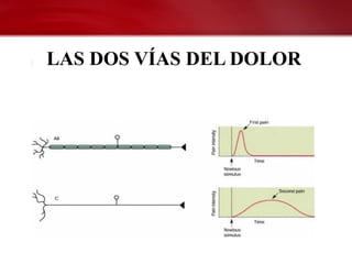 LAS DOS VÍAS DEL DOLOR
 