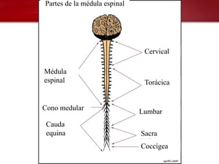 Partes de la médula espinal




                               Cervical

Médula
espinal                        Torácica


Cono medular                  Lumbar
 Cauda
 equina                       Sacra
                              Coccígea
 