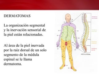 DERMATOMAS

La organización segmental
y la inervación sensorial de
la piel están relacionadas.

Al área de la piel inervada
por la raíz dorsal de un solo
segmento de la médula
espinal se le llama
dermatoma.
 