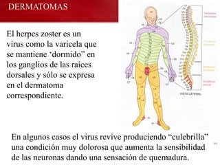 DERMATOMAS


El herpes zoster es un
virus como la varicela que
se mantiene „dormido” en
los ganglios de las raíces
dorsales y sólo se expresa
en el dermatoma
correspondiente.



 En algunos casos el virus revive produciendo “culebrilla”
 una condición muy dolorosa que aumenta la sensibilidad
 de las neuronas dando una sensación de quemadura.
 