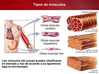Tipos de músculos




Los músculos del cuerpo pueden clasificarse
en estriado y liso de acuerdo a su apariencia
bajo el microscopio
 