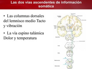 Las dos vías ascendentes de información
                    somática

• Las columnas dorsales
del lemnisco medio Tacto
y vibración
• La vía espino talámica
Dolor y temperatura
 