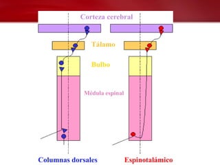 Corteza cerebral


               Tálamo

               Bulbo


             Médula espinal




Columnas dorsales             Espinotalámico
 