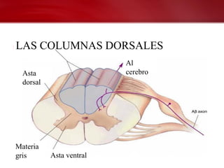 LAS COLUMNAS DORSALES
                          Al
  Asta                    cerebro
  dorsal




Materia
gris       Asta ventral
 