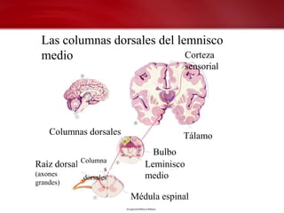 Las columnas dorsales del lemnisco
 medio                       Corteza
                                     sensorial




    Columnas dorsales               Tálamo
                             Bulbo
Raíz dorsal Columna
                  s
                           Leminisco
(axones                    medio
            dorsales
grandes)

                        Médula espinal
 