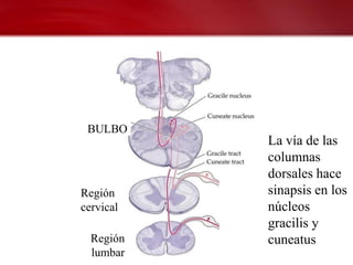 BULBO
           La vía de las
           columnas
           dorsales hace
Región     sinapsis en los
cervical   núcleos
           gracilis y
  Región   cuneatus
  lumbar
 
