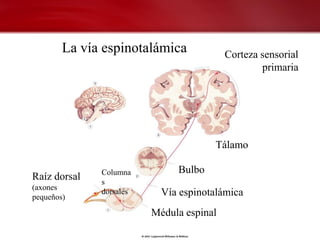 La vía espinotalámica             Corteza sensorial
                                                  primaria




                                      Tálamo

              Columna         Bulbo
Raíz dorsal   s
(axones
pequeños)
              dorsales     Vía espinotalámica
                         Médula espinal
 