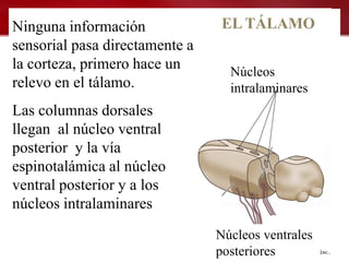 Ninguna información              EL TÁLAMO
sensorial pasa directamente a
la corteza, primero hace un       Núcleos
relevo en el tálamo.              intralaminares
Las columnas dorsales
llegan al núcleo ventral
posterior y la vía
espinotalámica al núcleo
ventral posterior y a los
núcleos intralaminares
                                Núcleos ventrales
                                posteriores
 