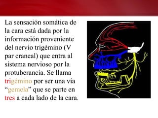 La sensación somática de
la cara está dada por la
información proveniente
del nervio trigémino (V
par craneal) que entra al
sistema nervioso por la
protuberancia. Se llama
trigémino por ser una vía
“gemela” que se parte en
tres a cada lado de la cara.
 