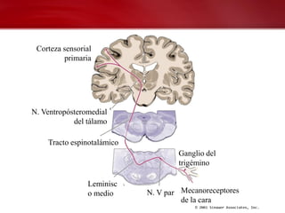 Corteza sensorial
         primaria




N. Ventropósteromedial
            del tálamo

    Tracto espinotalámico
                                    Ganglio del
                                    trigémino

                Leminisc
                o medio     N. V par Mecanoreceptores
                                     de la cara
 