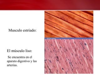Musculo estriado:




El músculo liso:
 Se encuentra en el
aparato digestivo y las
arterias.
 
