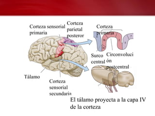 Corteza
  Corteza sensorial              Corteza
                    parietal
  primaria                       primaria
                    posteror


                               Surco Circonvoluci
                               central ón
                                       postcentral
Tálamo
           Corteza
           sensorial
           secundaria
                     El tálamo proyecta a la capa IV
                     de la corteza
 