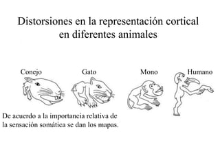 Distorsiones en la representación cortical
              en diferentes animales


      Conejo              Gato            Mono   Humano




De acuerdo a la importancia relativa de
la sensación somática se dan los mapas.
 