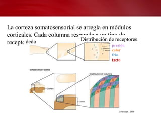 La corteza somatosensorial se arregla en módulos
corticales. Cada columna responde a un tipo de
        dedo                 Distribución de receptores
receptor.                                  presión
                                            calor
                                            frío
                                            tacto
 