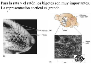 Para la rata y el ratón los bigotes son muy importantes.
La representación cortical es grande.
 