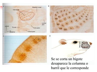 Se se corta un bigote
desaparece la columna o
barril que le corresponde
 