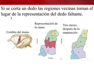 Si se corta un dedo las regiones vecinas toman el
lugar de la representación del dedo faltante.
                     Representación de   Tres meses
                     la mano             después de la
  Cerebro del mono                       amputación
 