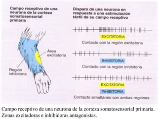 Campo receptivo de una neurona de la corteza somatosensorial primaria.
Zonas excitadoras e inhibidoras antagonistas.
 