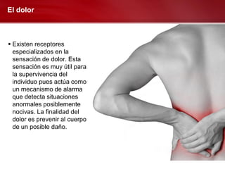 El dolor



 Existen receptores
  especializados en la
  sensación de dolor. Esta
  sensación es muy útil para
  la supervivencia del
  individuo pues actúa como
  un mecanismo de alarma
  que detecta situaciones
  anormales posiblemente
  nocivas. La finalidad del
  dolor es prevenir al cuerpo
  de un posible daño.
 