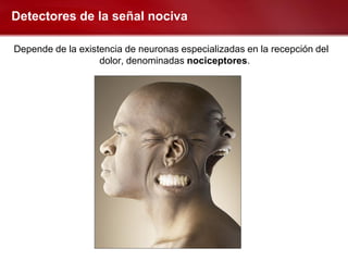 Detectores de la señal nociva

Depende de la existencia de neuronas especializadas en la recepción del
                   dolor, denominadas nociceptores.
 